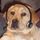 HelpDeskDog